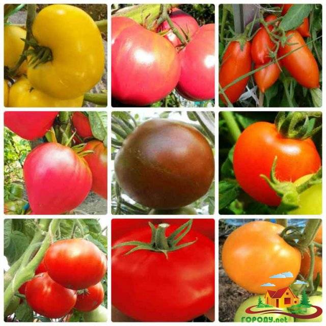 Лучшие и урожайные сорта томатов для беларуси в теплице и открытом грунте