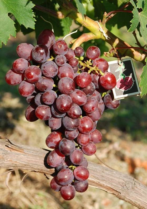 Описание и история сорта винограда Заря несветая, выращивание и уход