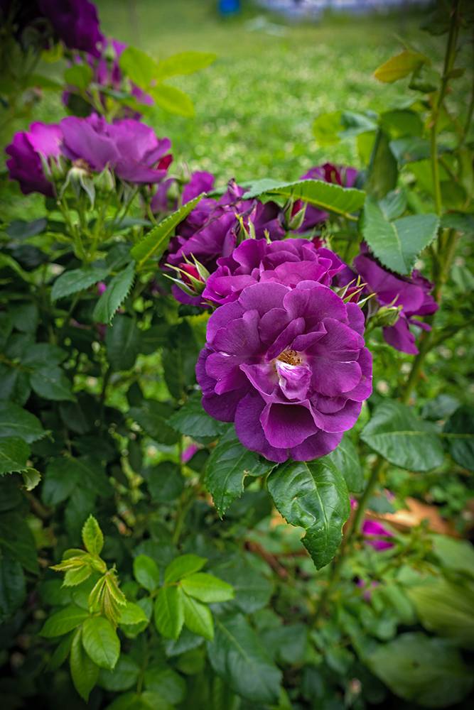 Роза рапсодия ин блю: описание сорта, правила посадки и выращивания