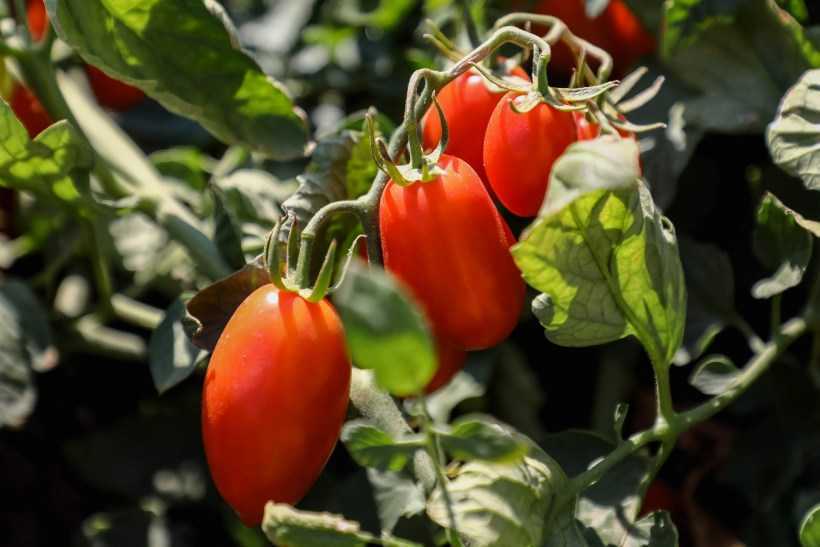 Томат толстой f1 – рекордный урожай вкуснейших помидоров