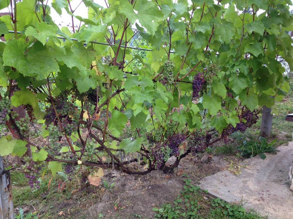 Сроки и инструкция, как пересадить виноград на новое место летом