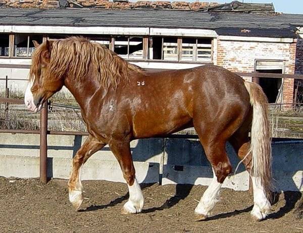 Лошадь тяжеловоз русский: характеристика, особенности содержания в домашних условиях