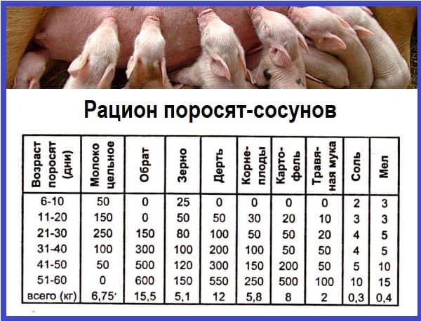Вес вьетнамской свиньи в 6 месяцев и факторы, влияющие на набор массы