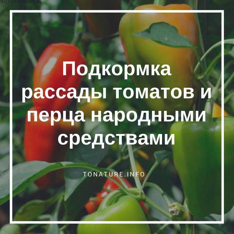 Чем подкормить рассаду помидор для толстоты, для лучшего роста и плодоношения