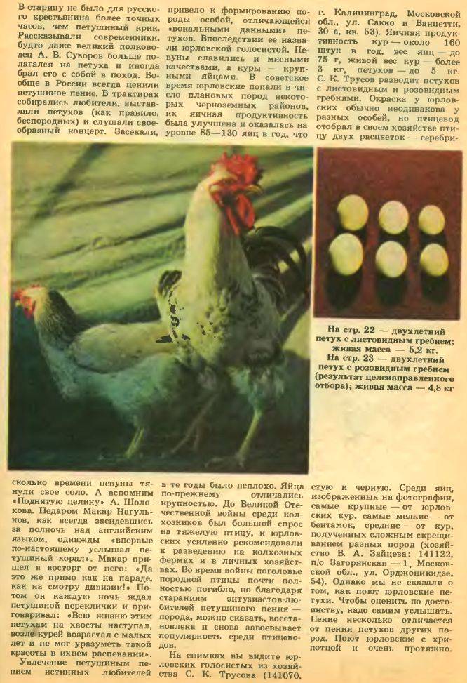 Юрловская голосистая порода кур и петухов: описание с фото и видео