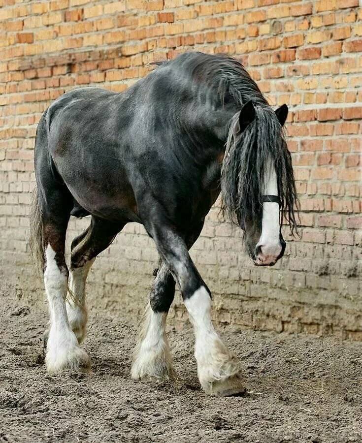 Шайры — лошадиная порода скакунов