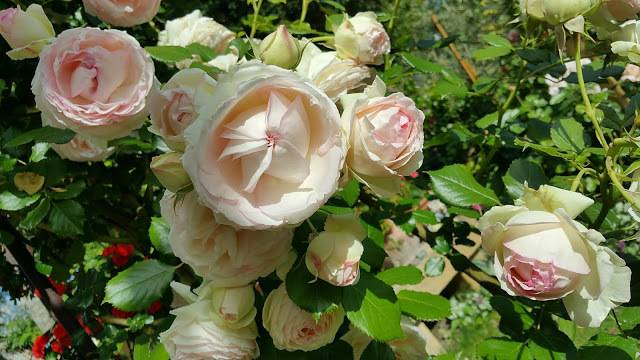 Роза пьер де ронсар: описание сорта плетистой розы, рекомендации по уходу и размножению
