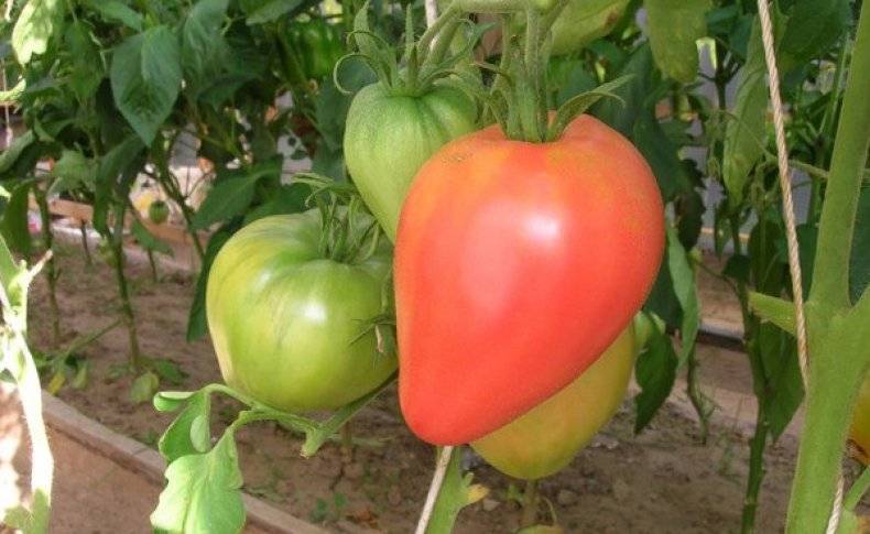 Чем уникален томат орлиное сердце