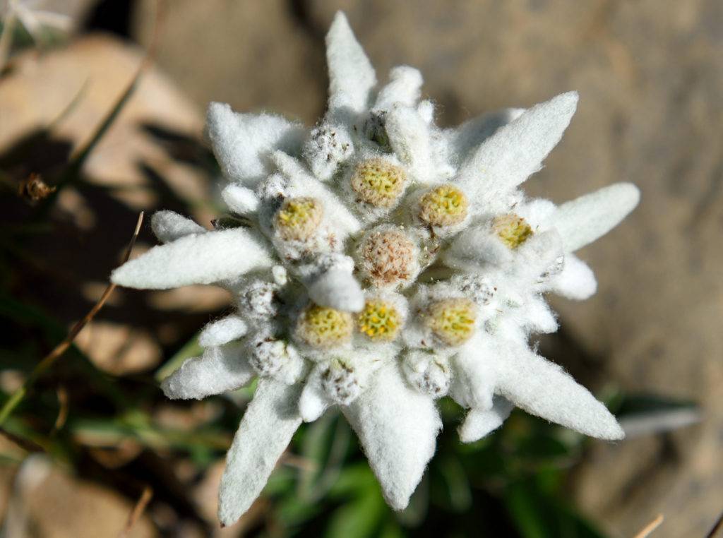 Цветок эдельвейс: его виды, выращивание, фото растения