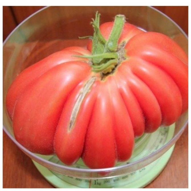 Урожайность и описание сортов томатов инжир красный и розовый