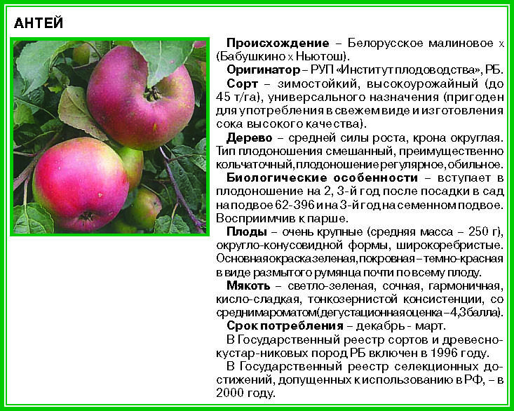 Яблоня жигулевское: описание сорта, схема посадки, отзывы