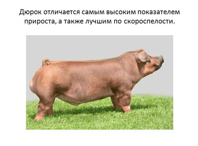 Порода свиней дюрок: описание и характеристики породы