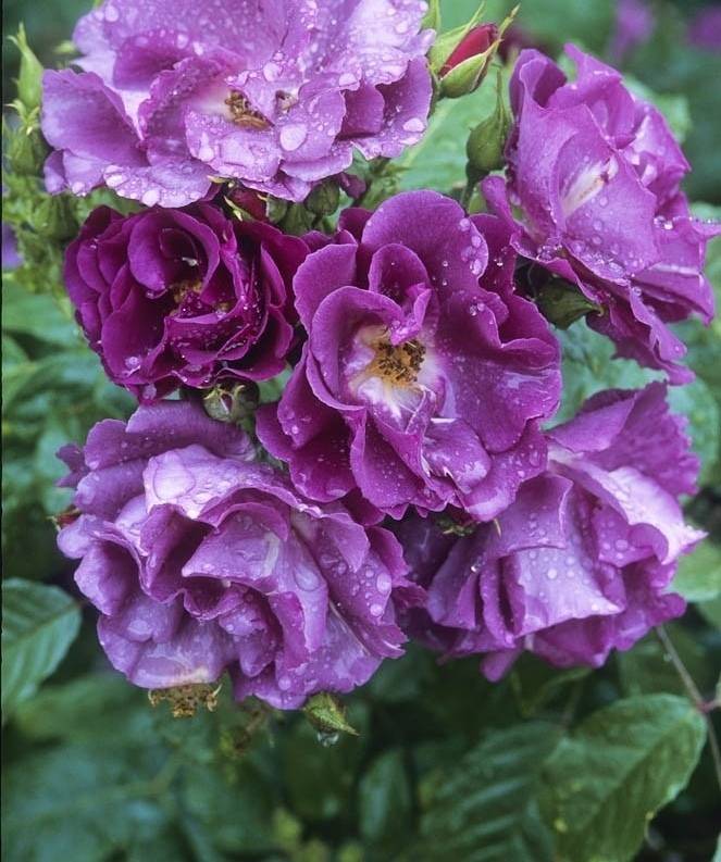 Описание и правила выращивания роз сорта Рапсодия ин Блю