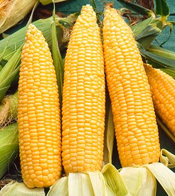 Описание и характеристики самых урожайных сортов и гибридов кукурузы
