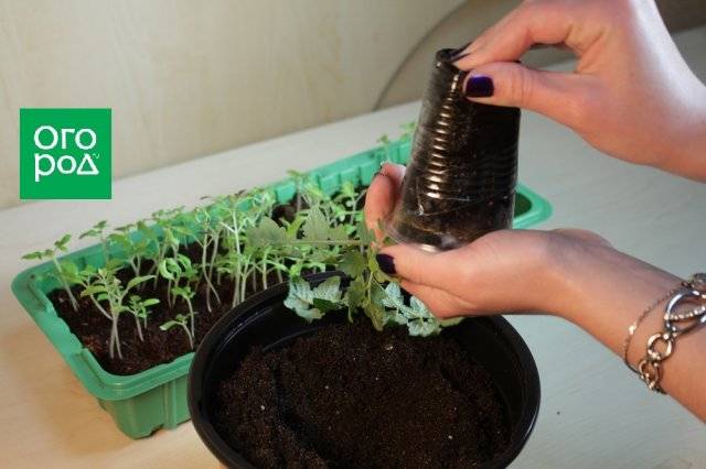Новые способы выращивания рассады томатов без земли: как посадить
