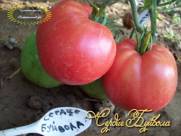 Сорт помидора «сердце буйвола»: фото, отзывы, описание, характеристика, урожайность