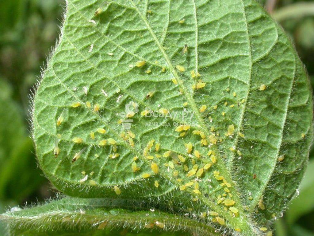 Топ опасных насекомых-вредителей сои в амурской области -  фитосанитарный прогноз на 2020 год — agroxxi