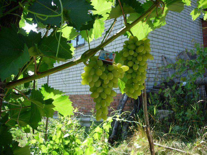 Виноград первозванный: описание сорта и фото, особенности выращивания, болезни и вредители