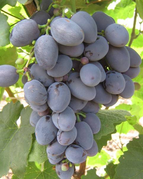 Сорт винограда гала — описание характеристика