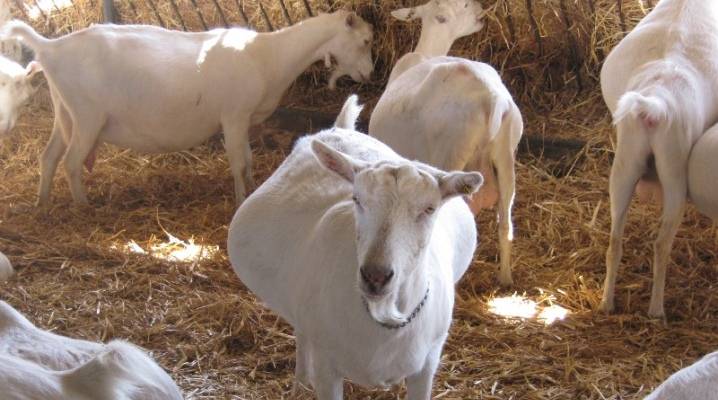Окот козы в домашних условиях: признаки беременности, как принять роды и рождение козлят (с видео)