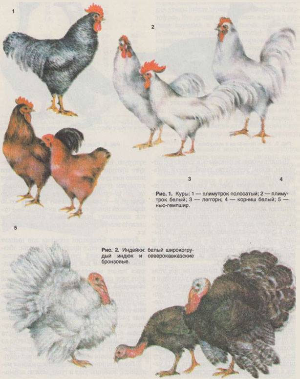 Русская белая порода кур: описание, фото и отзывы