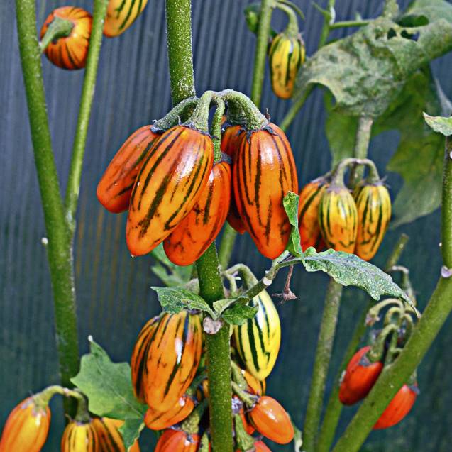 Описание сорта томата Тигренок и особенности выращивания