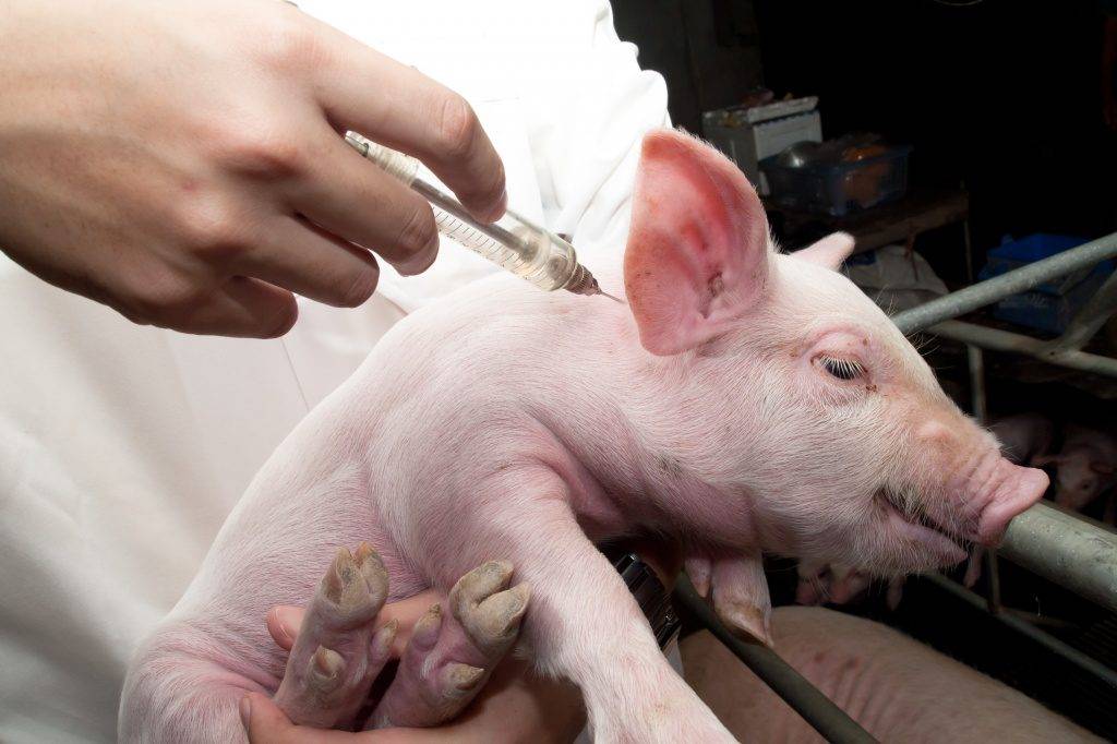 Ветеринария свиней | инъекции железа поросятам