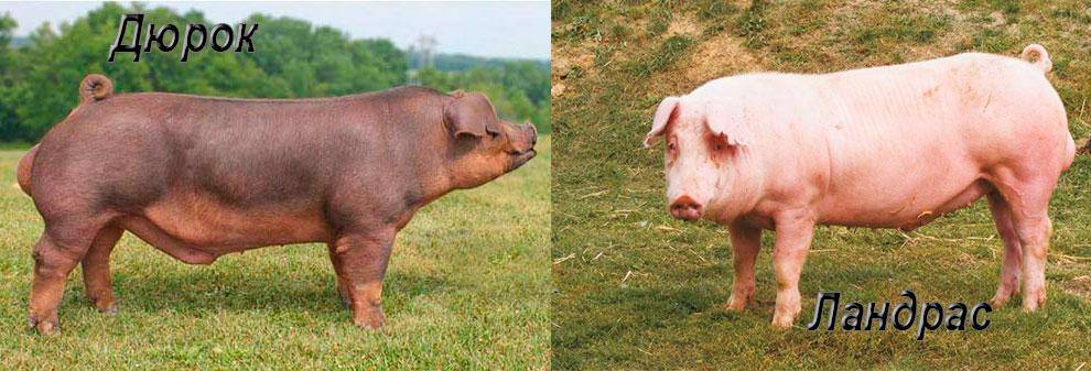 Дюрок - порода свиней. характеристика и описание породы (фото) :: syl.ru