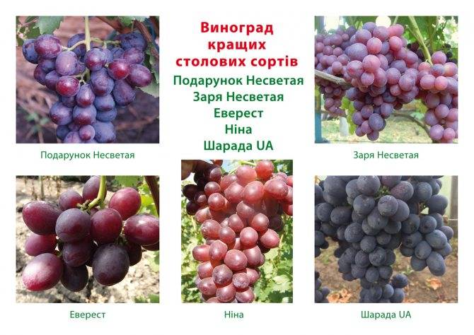 Виноград заря несветая: описание сорта, фото, отзывы, характеристики и особенности выращивания