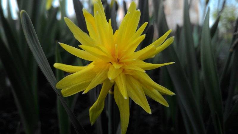 Нарцисс дик вилден: описание сорта, особенности выращивания и способы размножения