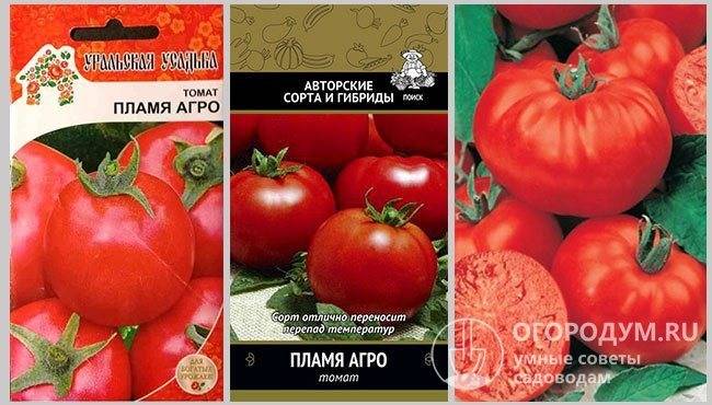 Томат пламя агро: описание сорта томата, характеристики помидоров, посев