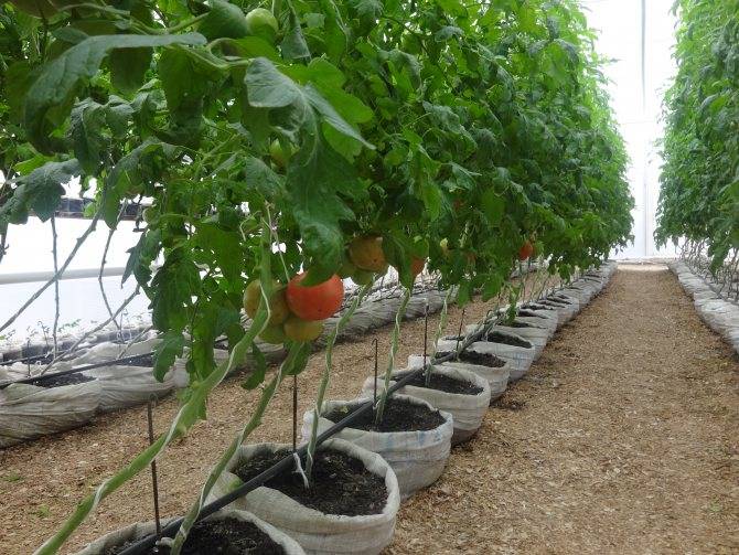 Технология выращивания томатов в защищенном грунте