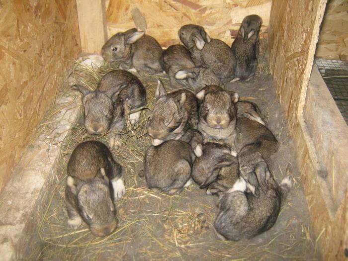 Уход за крольчатами в первые дни жизни, возможные проблемы при выращивании молодняка