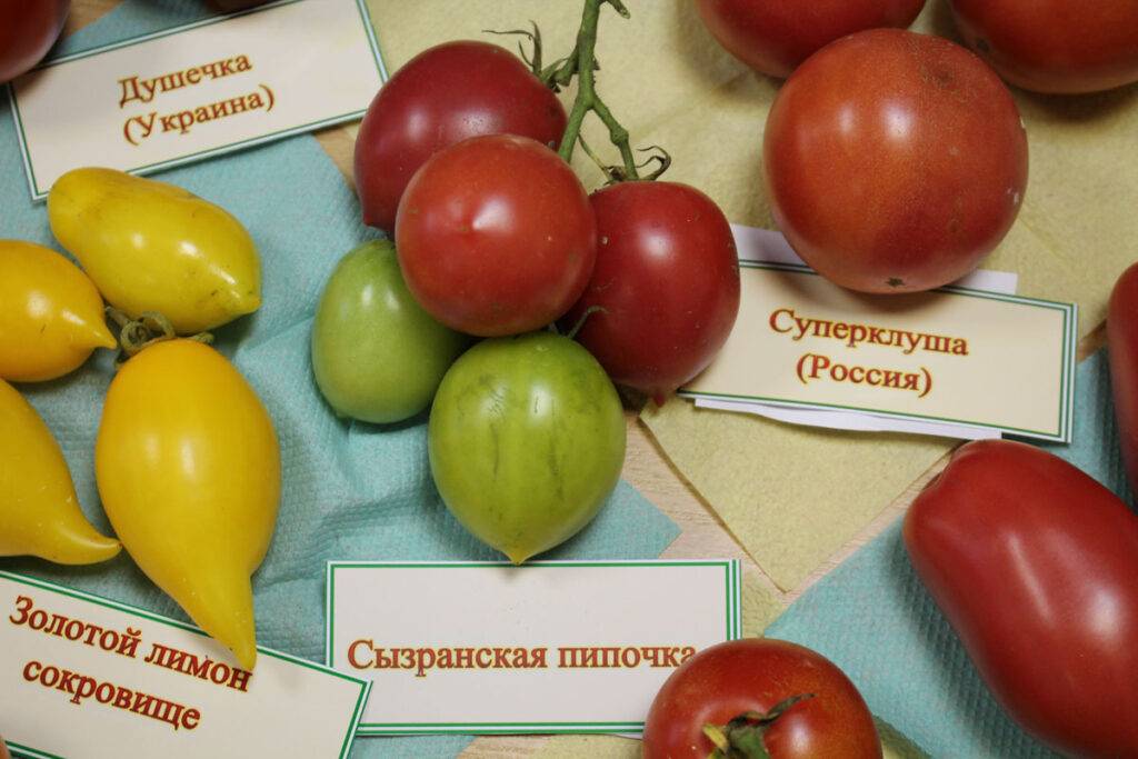Томат сызранская пипочка: характеристика и описание сорта, урожайность с фото