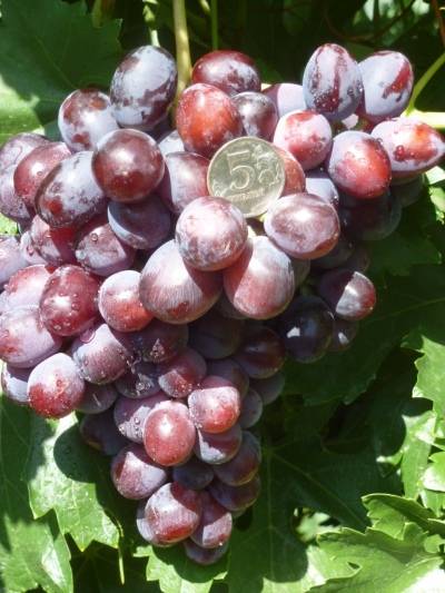 Виноград «заря несветая»: характеристика сорта, особенности, достоинства и недостатки