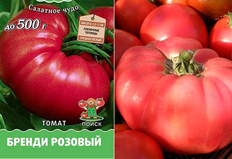Характеристика и описание сорта томата Бренди розовый, его урожайность
