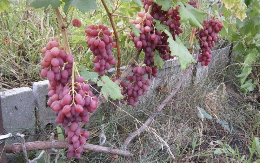 Виноград кишмиш лучистый: описание сорта, фото и отзывы