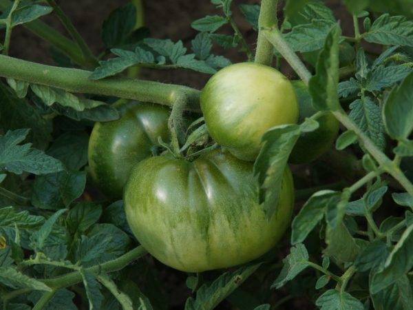 Низкоурожайный, но очень красивый и вкусный томат — сердце америки: описание сорта и его характеристики