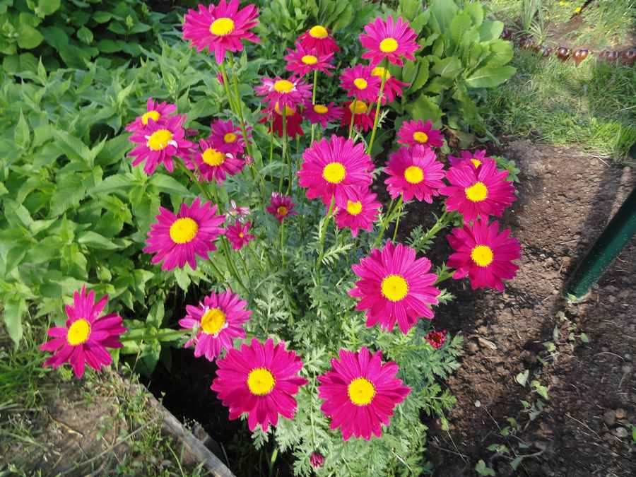 Пиретрум: фото цветов, посадка и уход в открытом грунте, выращивание из семян, многолетняя ромашка, красный, розовый, махровый цветок, когда сажать растение