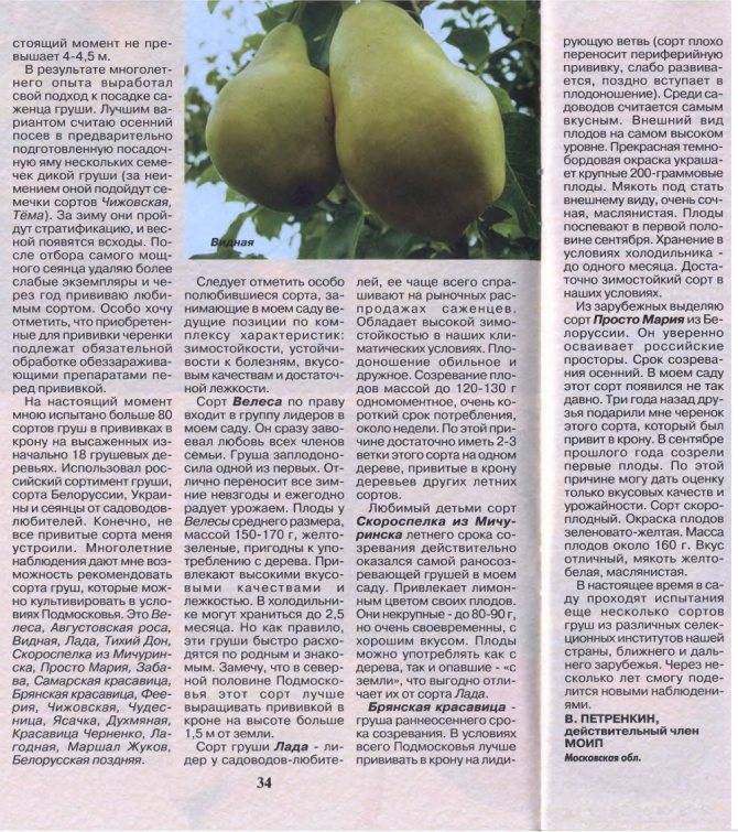 Ах, недаром славится брянская красавица: обзор популярного сорта груши