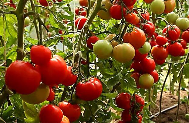 Томат "толстушка": описание сорта, характеристики плодов-помидоров, рекомендации по выращиванию и фото русский фермер