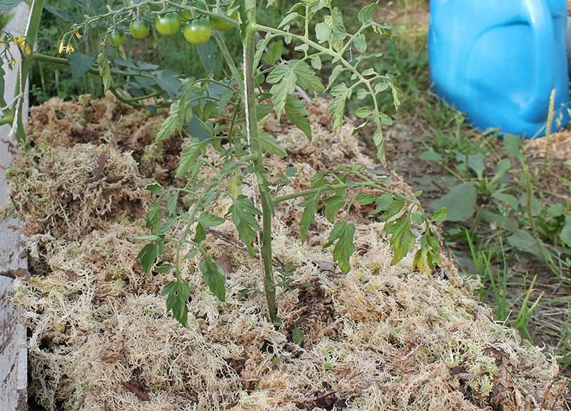 Помидоры для ленивых ленивый способ выращивания помидор опробованный годами с видео