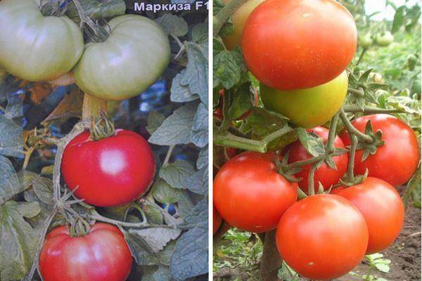 Томат ирма: характеристика и описание сорта, фото семян, отзывы тех кто сажал помидоры об их урожайности