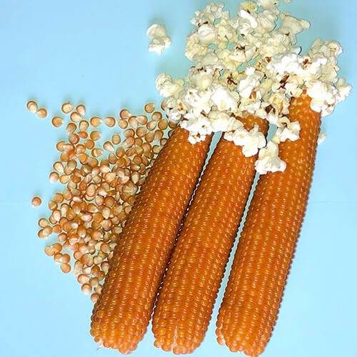 7 правил выращивания кукурузы попкорн на даче