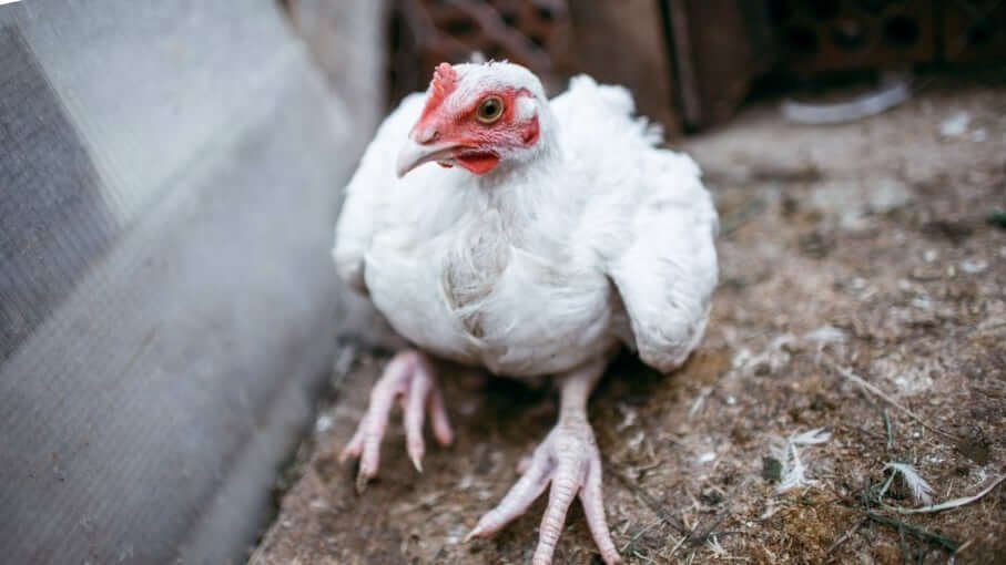 Почему цыплята падают на ноги. Болезни ног у кур несушек.