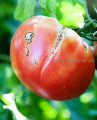 Почему трескаются помидоры и как этого избежать - со вкусом