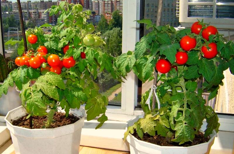 Посадка помидоров и выращивание на подоконнике, балконе пошагово с фото