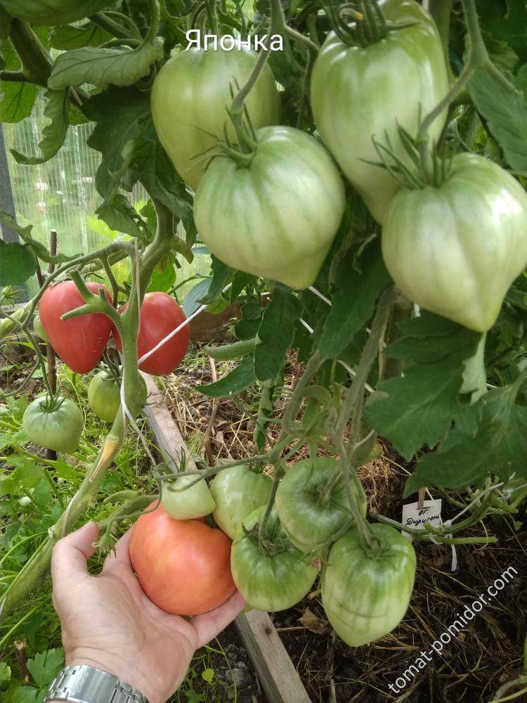 Необыкновенный сорт томатов — японка: отзывы об урожайности, характеристики и описание помидоров