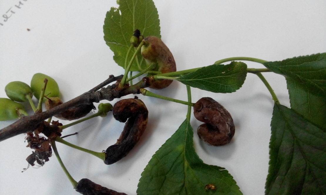 Вредители, болезни ягод крыжовника: описание, фото, чем лечить, обработать, полить листья весной