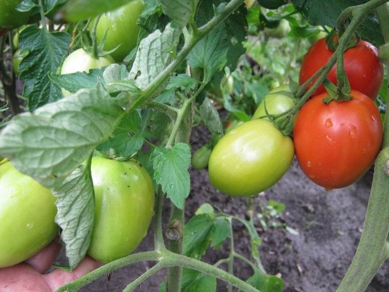 Сорт томатов диаболик, описание, характеристика и отзывы тех, кто сажал, фото, а также особенности выращивания